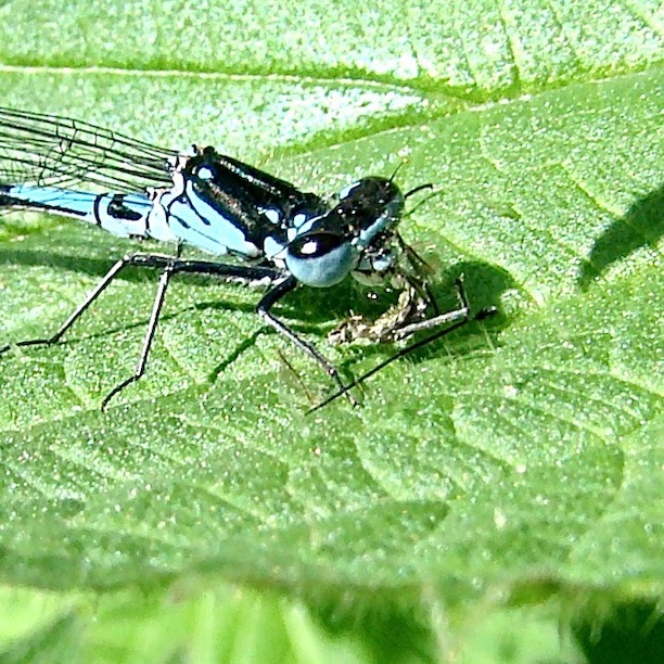 variable